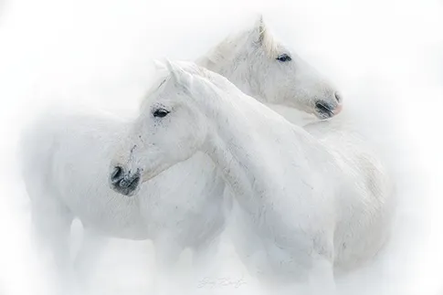 gallery-photo