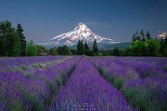 gallery-photo