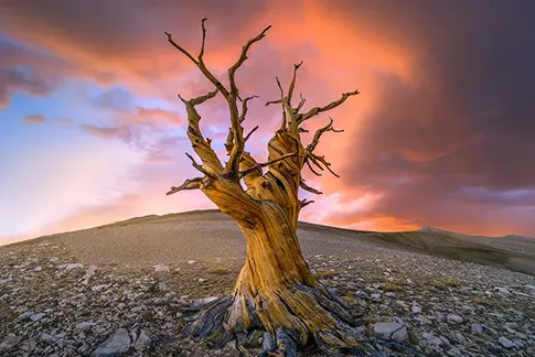 gallery-photo