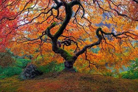 gallery-photo